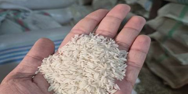 تصویر 4 از خرید و قیمت برنج مازندران هاشمی + فروش صادراتی